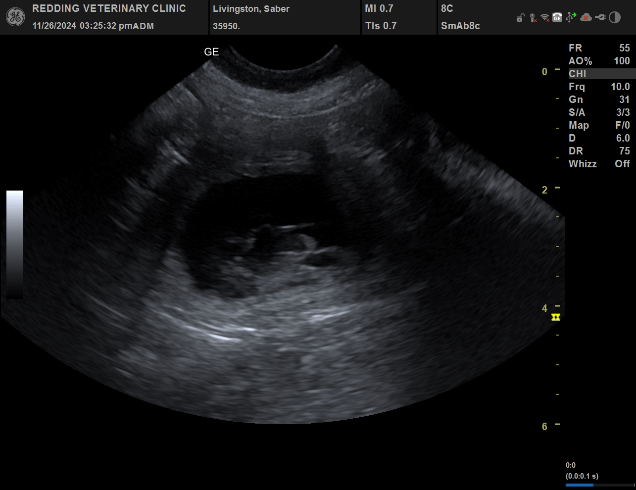 Ultrasound image of puppy.